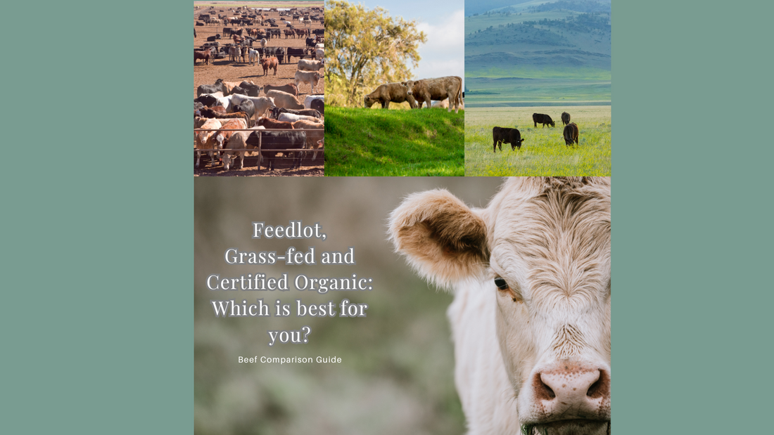 Navigating the Beef Landscape: Understanding Feedlot, Grass-Fed, and Certified Organic Beef